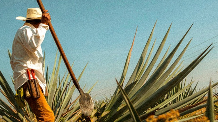 Raíces Y Evolución De Los Destilados Mexicanos