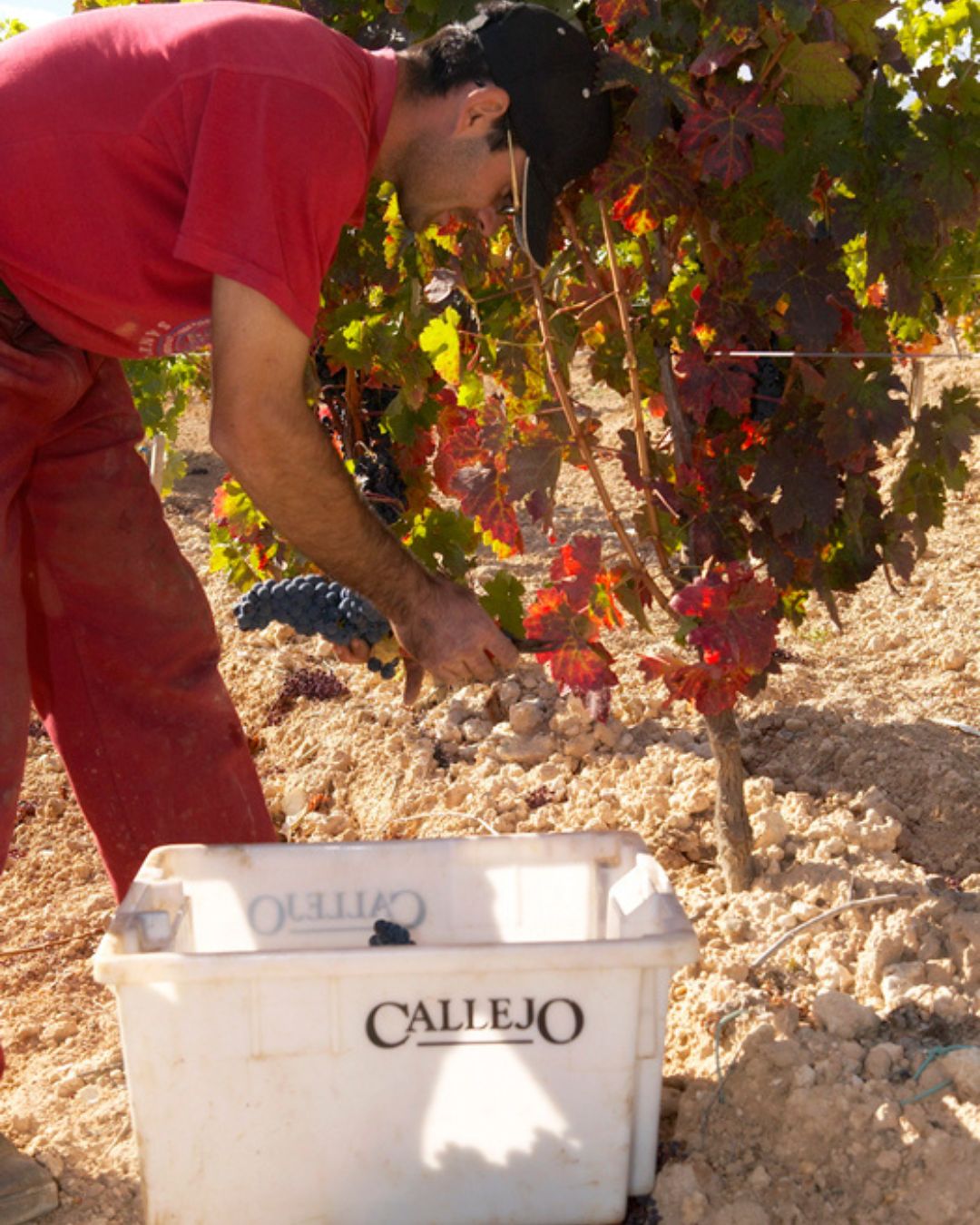 Bodegas Félix Callejo