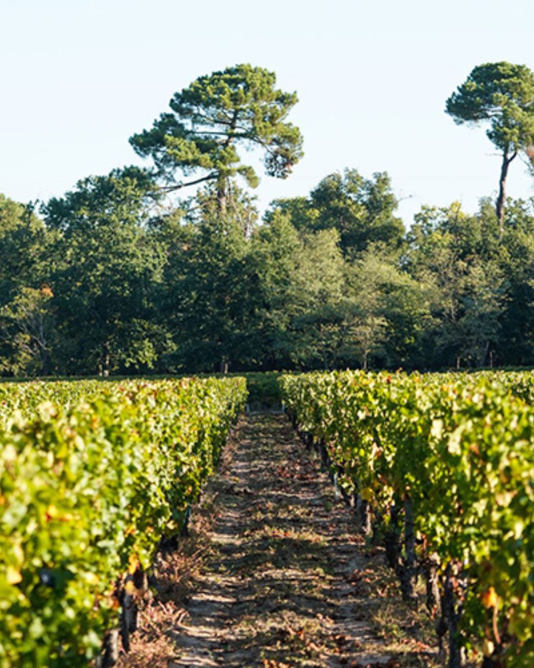 Chateau Chantalouette