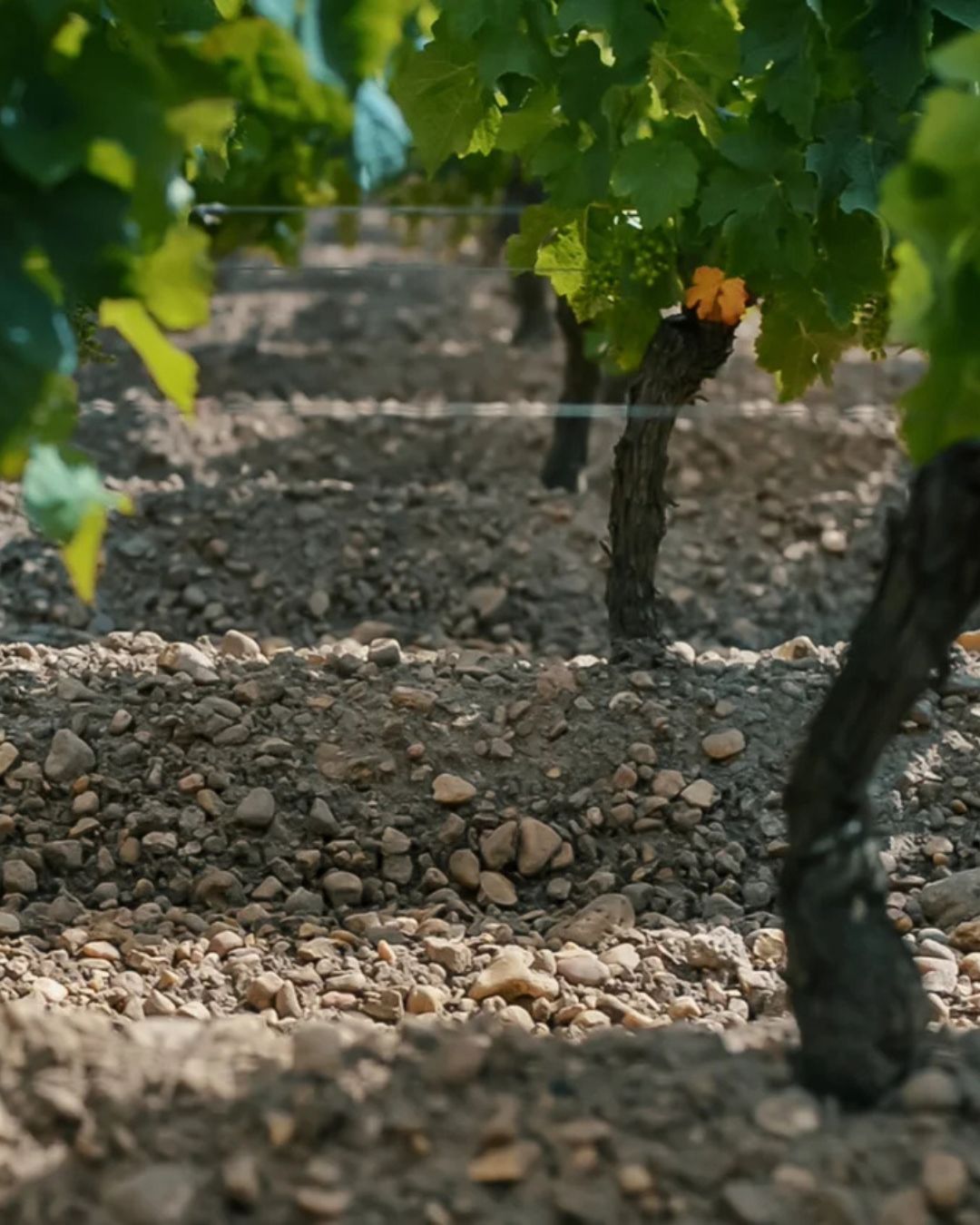 Établissements Jean-Pierre Moueix