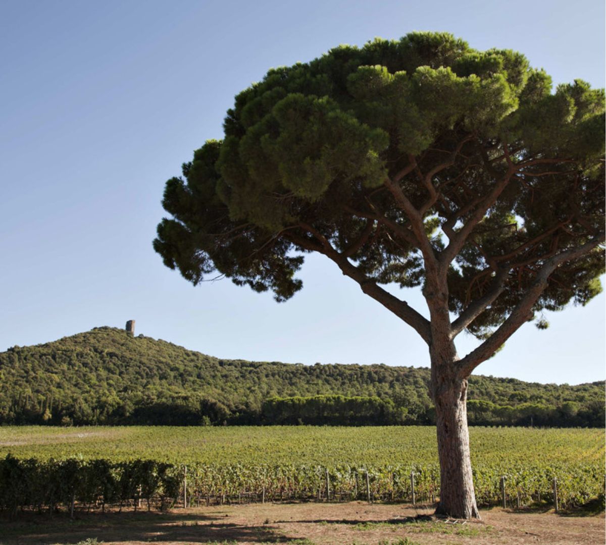 Antinori- Marchesi Antinori (Tenuta Guado al Tasso)