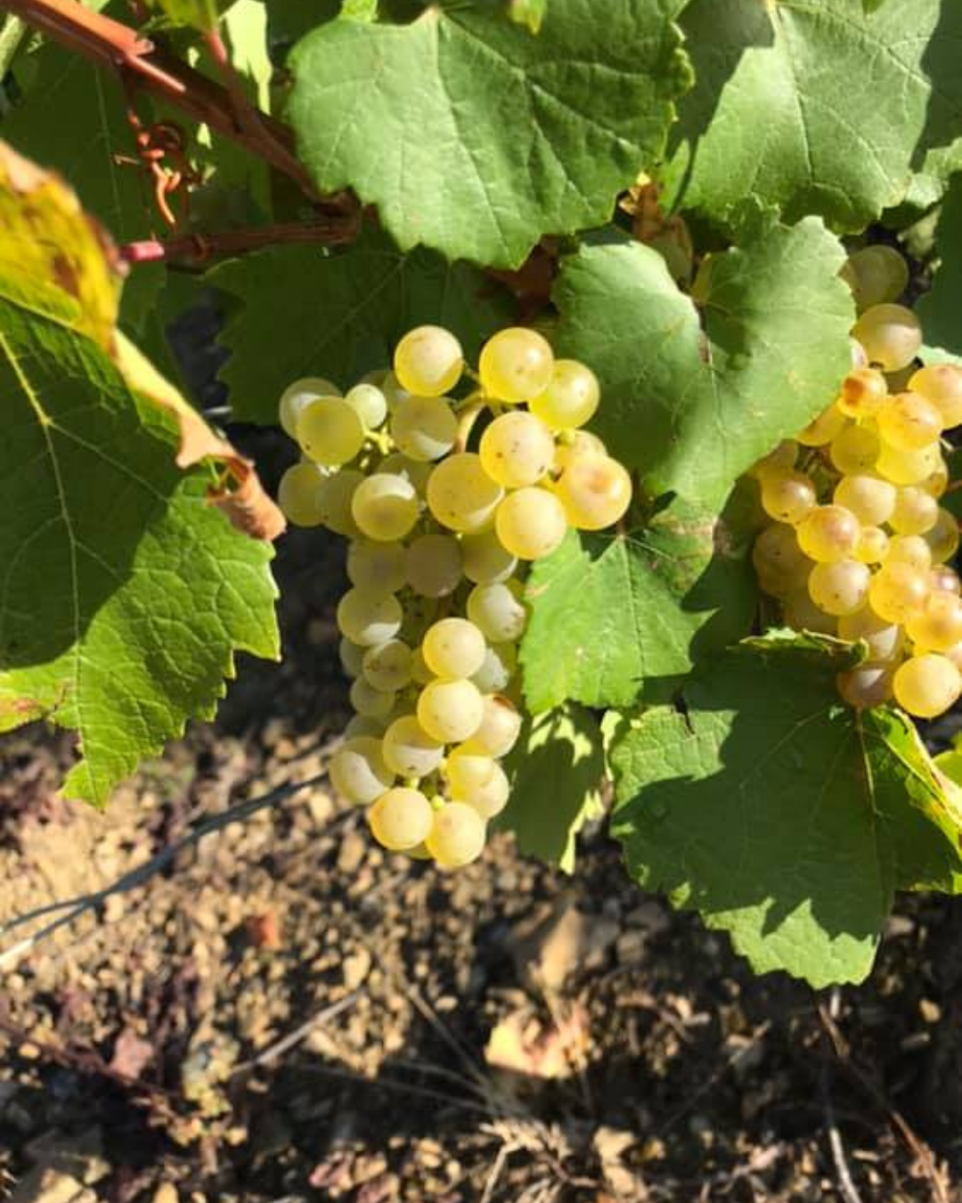 Domaine des Carlines